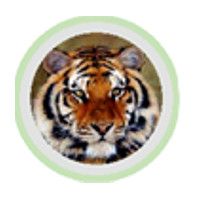 Cobef International Limited